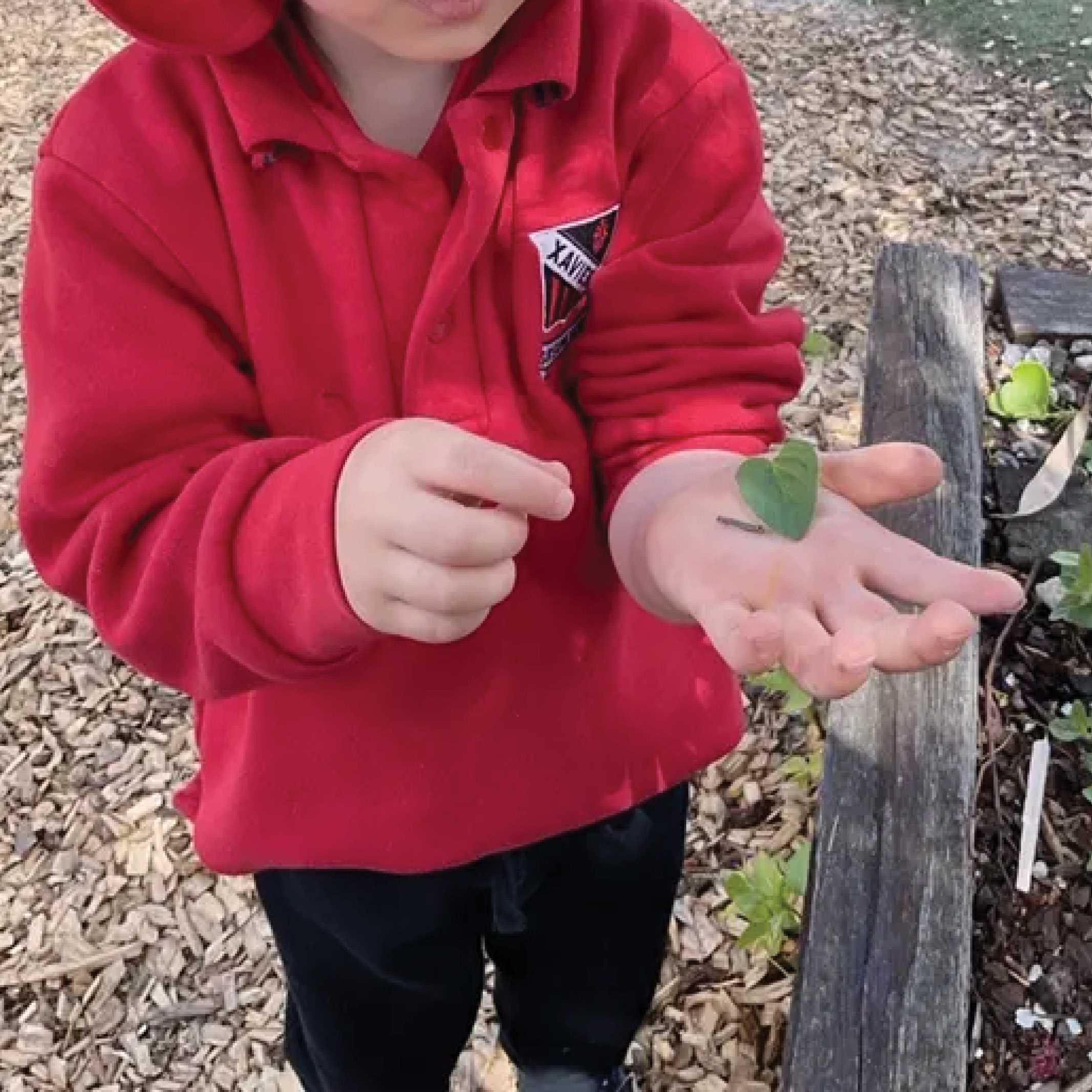 Xavier College Kindergarten 